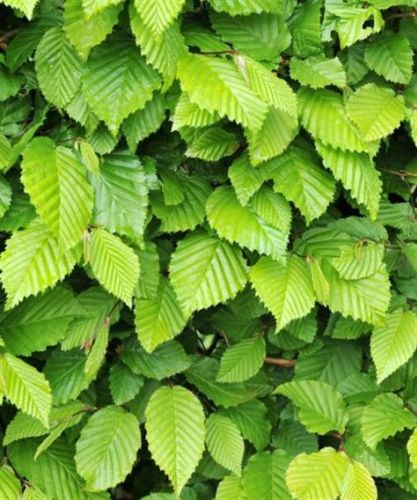 Instant Living Screen Carpinus betulus(Hornbeam)